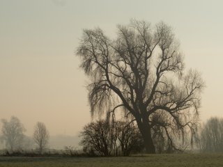 Baum in Homberg