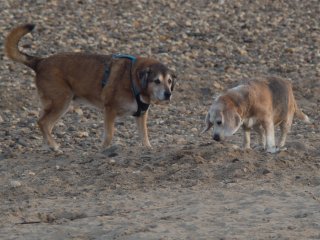 Sammi und der Beagle